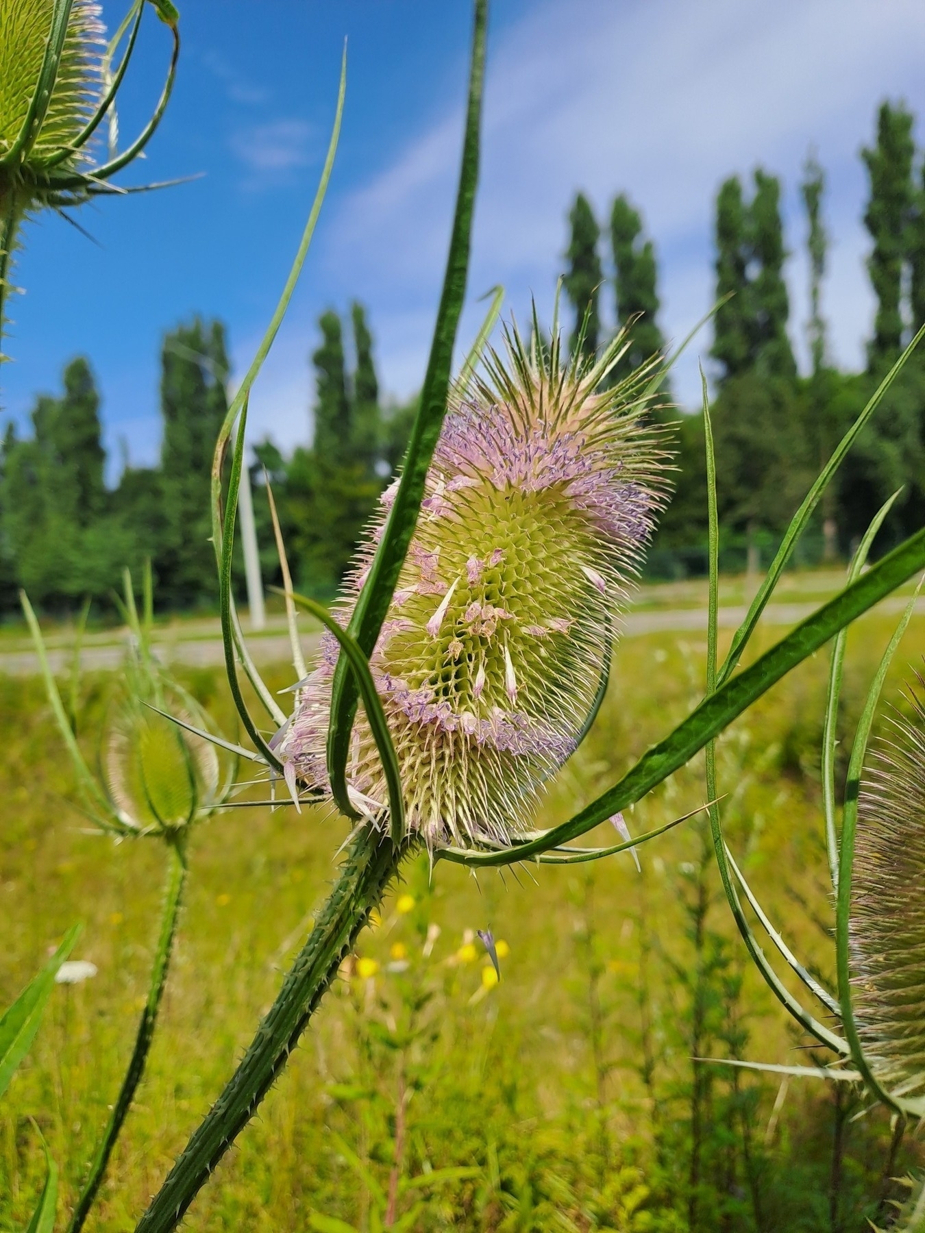 Een kaardebol in het enige natuurreservaat binnen de ring van Antwerpen